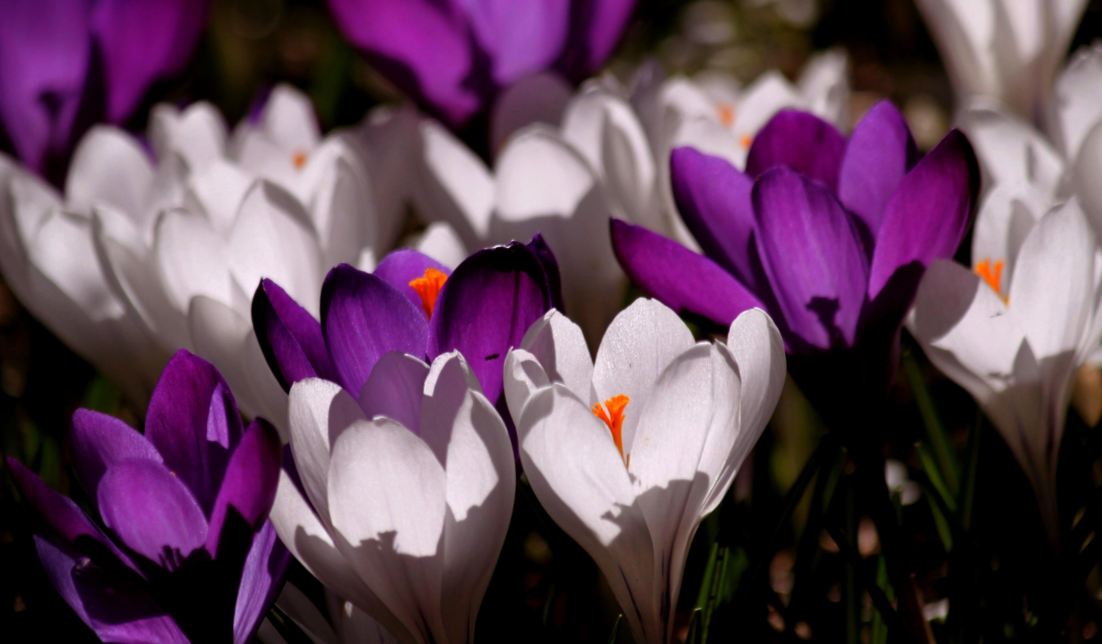 crocus-flower-spring-purple-60120